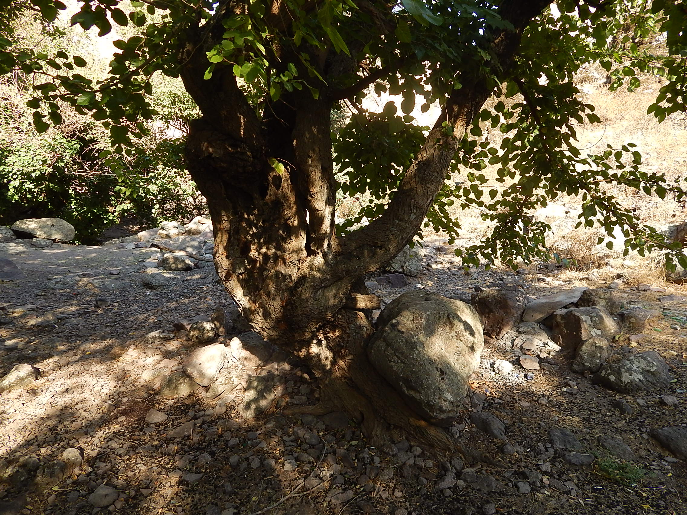 Дерево, остановившее камень